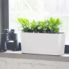 My City Plants Medium/Small Plants 1' - 2' Jade Plant Windowsill White