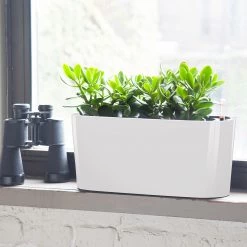 My City Plants Medium/Small Plants 1' - 2' Jade Plant Windowsill White