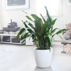 Lechuza Classico LS 35 (14