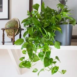 Desk Planters Lechuza Delta 20 Planter - Charcoal Metallic