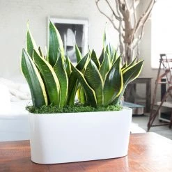 Lechuza Delta 20 Planter - White Desk Planters