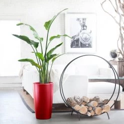 Lechuza Rondo 32 (13"D) Planter - Scarlet Red Floor Planters