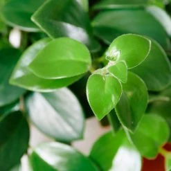 My City Plants Aeschynanthus In Nursery Hanging Basket Plants In Nursery Pots