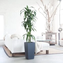 My City Plants Dracaena Lisa Cubico Slate Extra Large Plants 5' - 8'