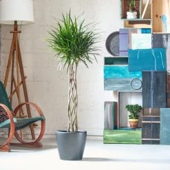 My City Plants Dracaena Marginata Open Weave Braid Classico Charcoal Metallic