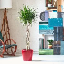 My City Plants Dracaena Marginata Open Weave Braid Classico Red Large Plants 3' - 5'