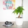 My City Plants Medium/Small Plants 1' - 2' Money Tree Classico Mini White