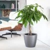 My City Plants Money Tree Classico Charcoal Metallic