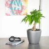 My City Plants Money Tree Classico Mini Charcoal Metallic