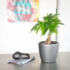 My City Plants Money Tree Classico Mini Charcoal Metallic
