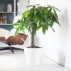My City Plants Large Plants 3' - 5' Money Tree Classico White