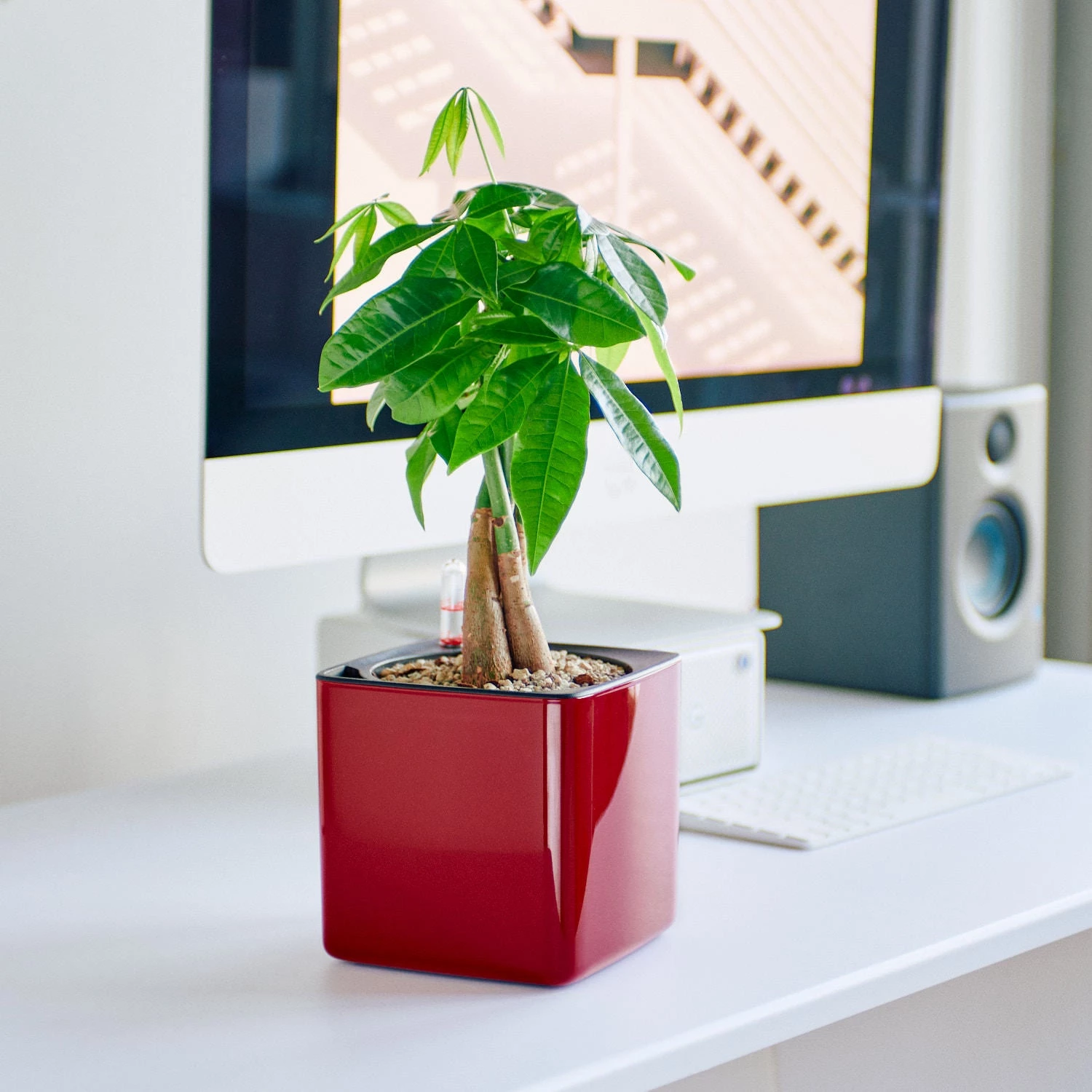My City Plants Money Tree Cube Glossy 14 - Red Medium/Small Plants 1' - 2'