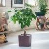 My City Plants Money Tree Cube Cottage - Mocha Large Plants 3' - 5'