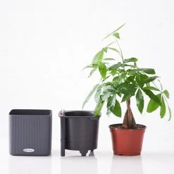 My City Plants Money Tree Cube 16 - Slate