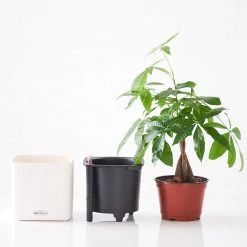 My City Plants Money Tree Cube 16 - White Medium/Small Plants 1' - 2'