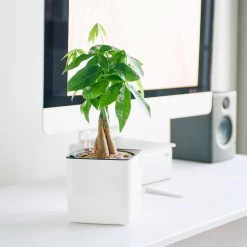 My City Plants Money Tree Cube Glossy 14 - White Medium/Small Plants 1' - 2'