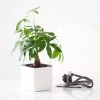 My City Plants Money Tree Cube 16 - White Medium/Small Plants 1' - 2'