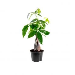 My City Plants Medium/Small Plants 1' - 2' Money Tree In 6" Nursery Pot