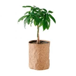 My City Plants Money Tree Trendcover 23 - Dark Cork