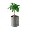 My City Plants Money Tree Trendcover 23 - Dark Gray