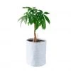 My City Plants Money Tree Trendcover 23 - Light Gray Medium/Small Plants 1' - 2'