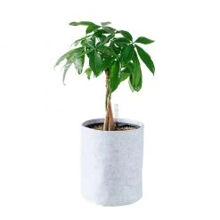 My City Plants Money Tree Trendcover 23 - Light Gray Medium/Small Plants 1' - 2'