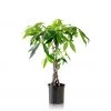 My City Plants Large Plants 3' - 5' Money Tree In 10" Nursery Pot