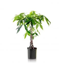 My City Plants Large Plants 3' - 5' Money Tree In 10" Nursery Pot