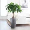 My City Plants Large Plants 3' - 5' Money Tree Rondo Charcoal Metallic