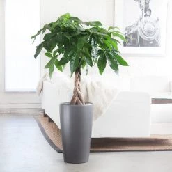 My City Plants Large Plants 3' - 5' Money Tree Rondo Charcoal Metallic