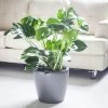 My City Plants Monstera Deliciosa Classico Charcoal Metallic Large Plants 3' - 5'