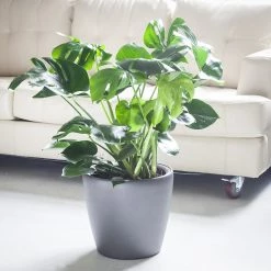 My City Plants Monstera Deliciosa Classico Charcoal Metallic Large Plants 3' - 5'
