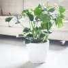 My City Plants Large Plants 3' - 5' Monstera Deliciosa Classico - White