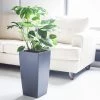 My City Plants Large Plants 3' - 5' Monstera Deliciosa Cubico Slate
