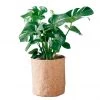 My City Plants Large Plants 3' - 5' Monstera Deliciosa Trendcover 32 - Dark Cork