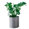 My City Plants Monstera Deliciosa Trendcover 32 - Dark Gray