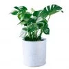 My City Plants Monstera Deliciosa Trendcover 32 - Light Gray