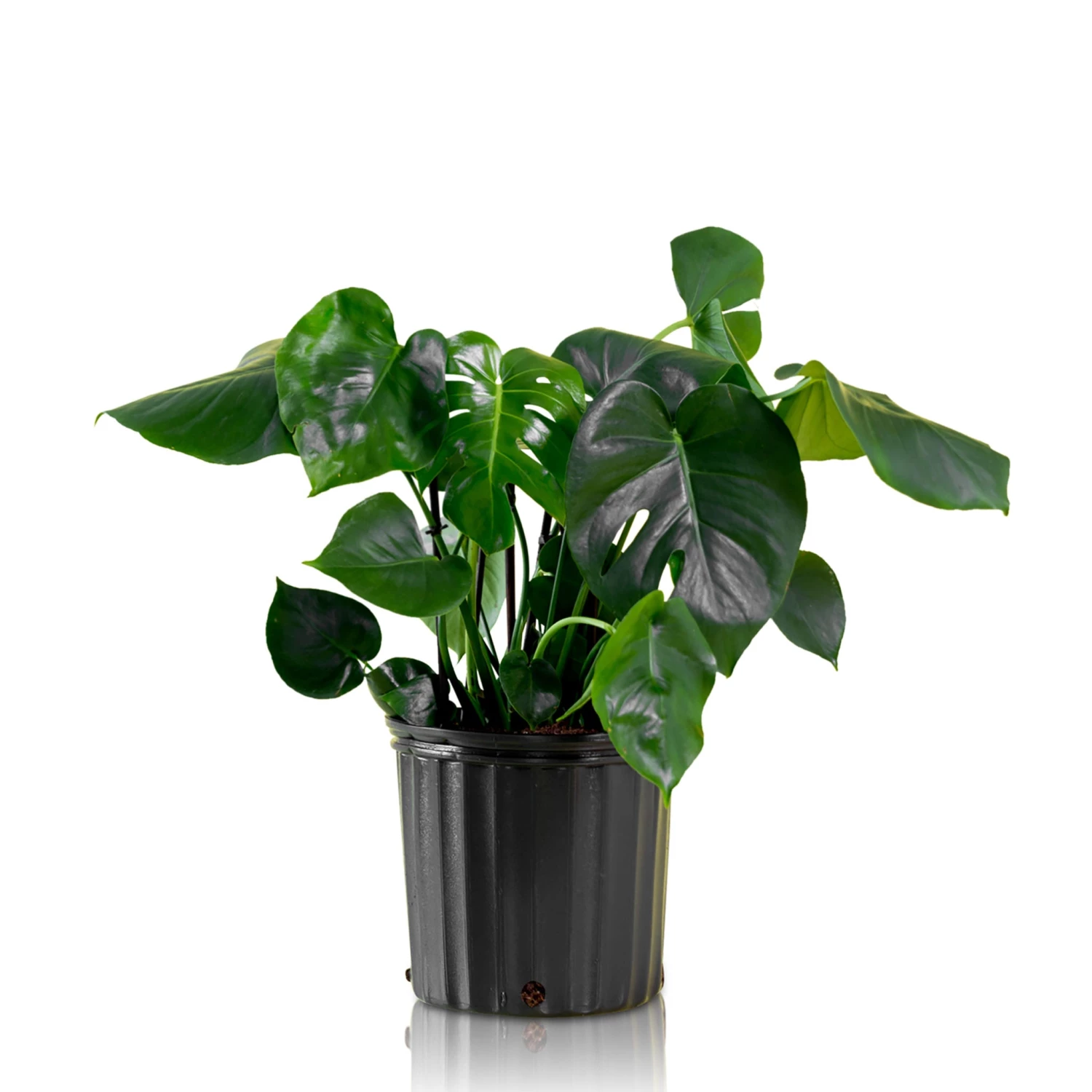 My City Plants Large Plants 3' - 5' Monstera Deliciosa In 10" Nursery Pot