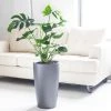 My City Plants Monstera Deliciosa Rondo Charcoal Metallic Large Plants 3' - 5'