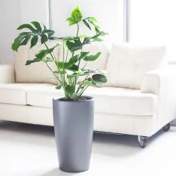 My City Plants Monstera Deliciosa Rondo Charcoal Metallic Large Plants 3' - 5'