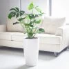 My City Plants Large Plants 3' - 5' Monstera Deliciosa Rondo White