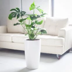 My City Plants Large Plants 3' - 5' Monstera Deliciosa Rondo White