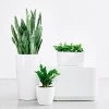 My City Plants Plant Bundles Beginner's Bundle - White