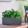 My City Plants Pothos Balconera Cottage - Granite