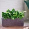 My City Plants Medium/Small Plants 1' - 2' Pothos Balconera Cottage - Mocha