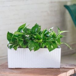 My City Plants Pothos Balconera Cottage - White Medium/Small Plants 1' - 2'