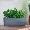 My City Plants Pothos Balconera - Slate Medium/Small Plants 1' - 2'