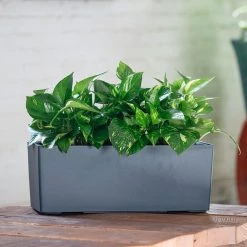 My City Plants Pothos Balconera - Slate Medium/Small Plants 1' - 2'
