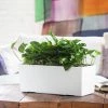 My City Plants Pothos Balconera - White