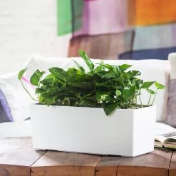 My City Plants Pothos Balconera - White